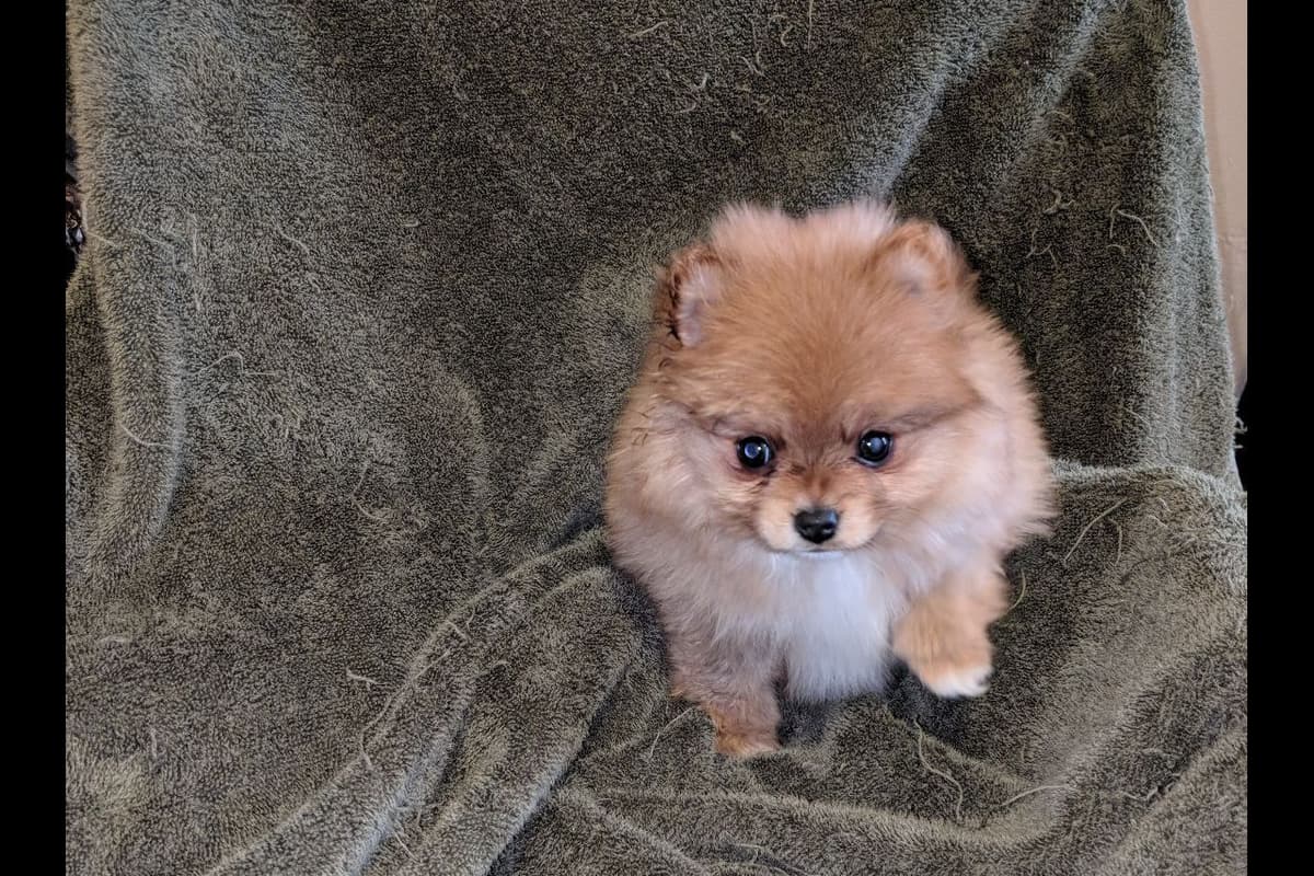 Yorkshire Terrier Puppies breeder image 7
