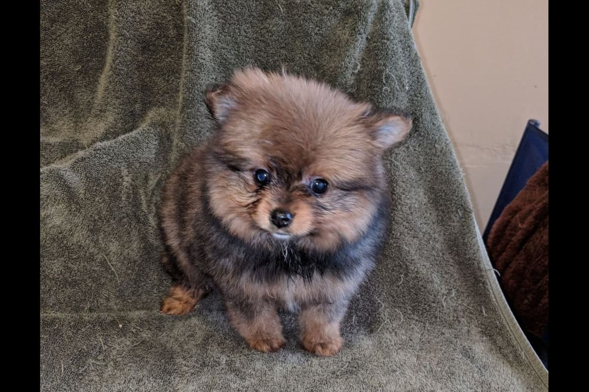 Yorkshire Terrier Puppies breeder image 5