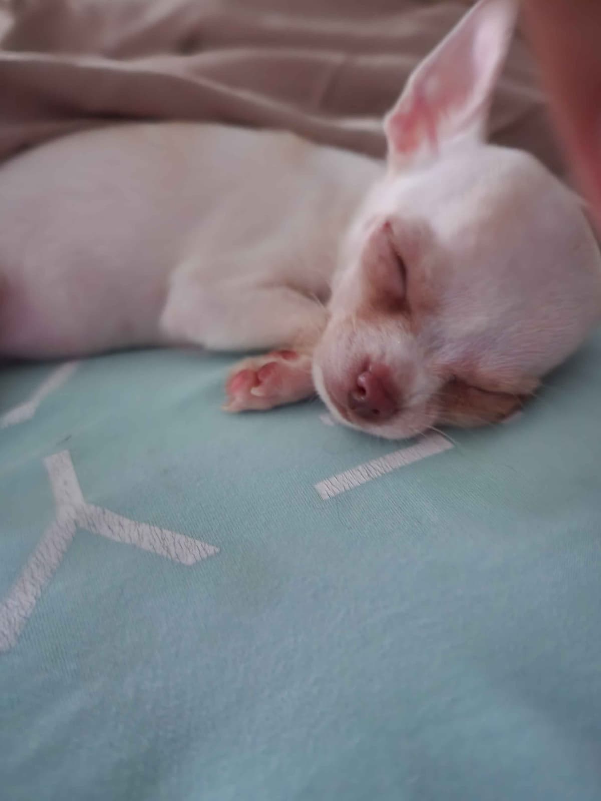 Yorkshire Terrier Puppies breeder image 15