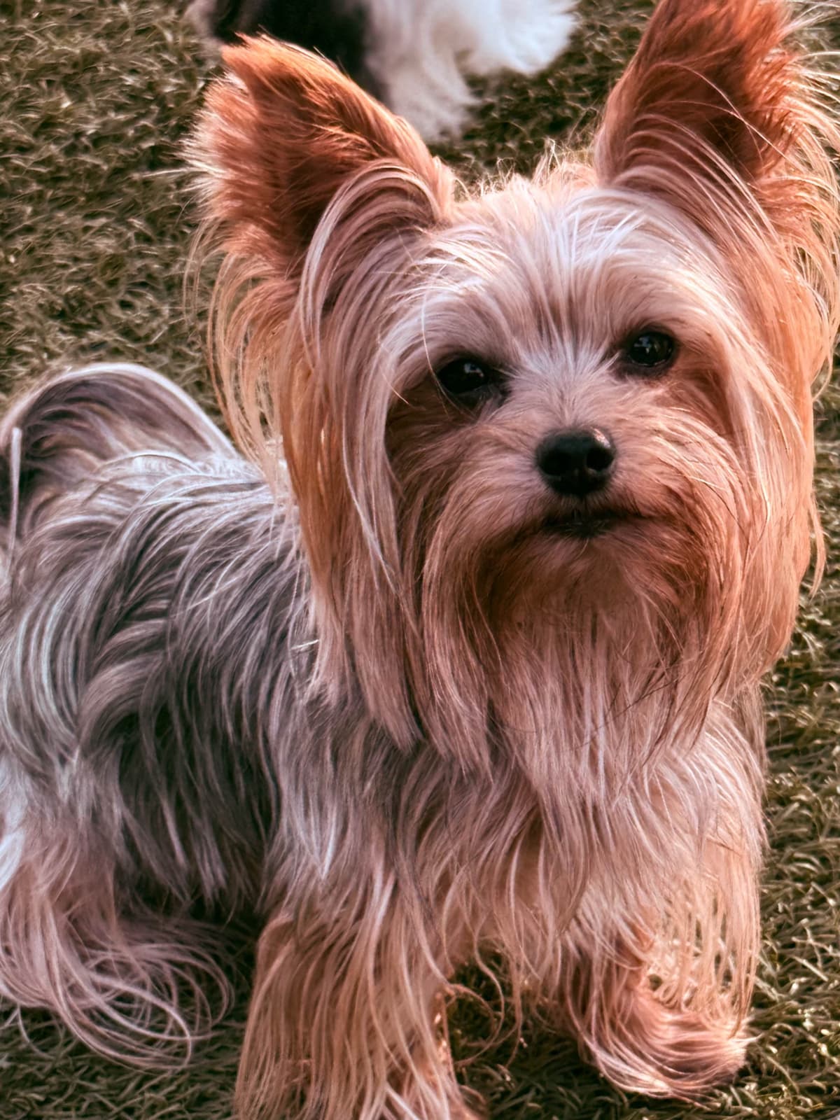 Yorkshire Terrier Puppies breeder image 1