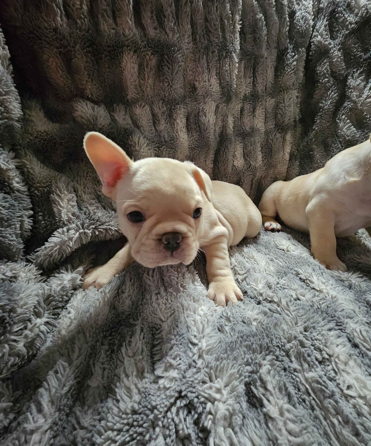 French Bulldog Puppies breeder image 1