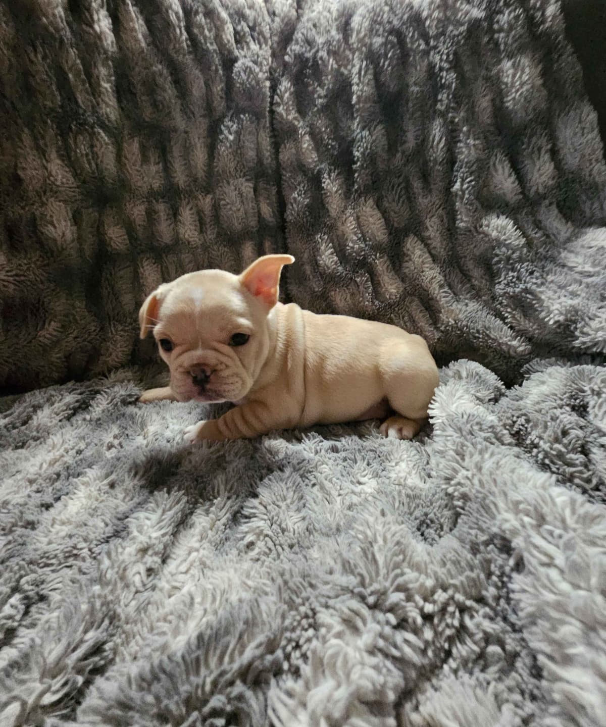 French Bulldog Puppies breeder image 6