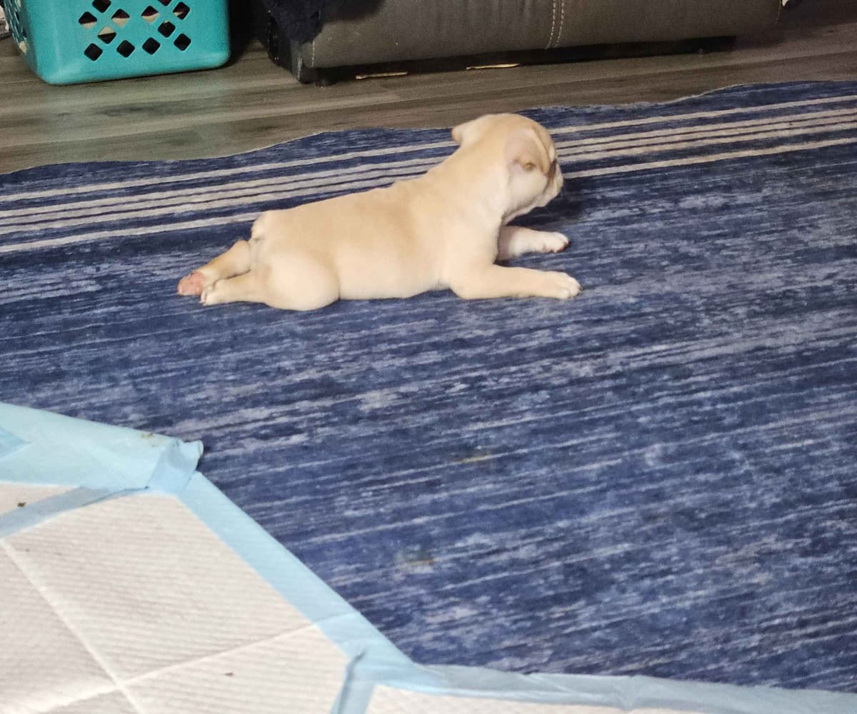 French Bulldog Puppies breeder image 14