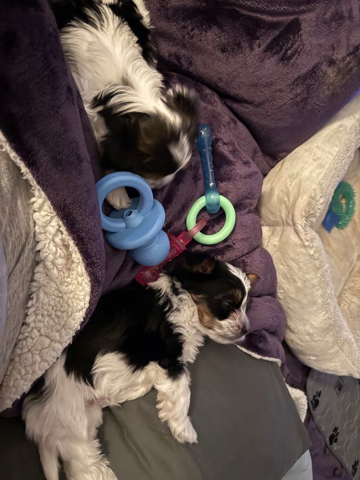 Biewer Terrier Puppies breeder image 17