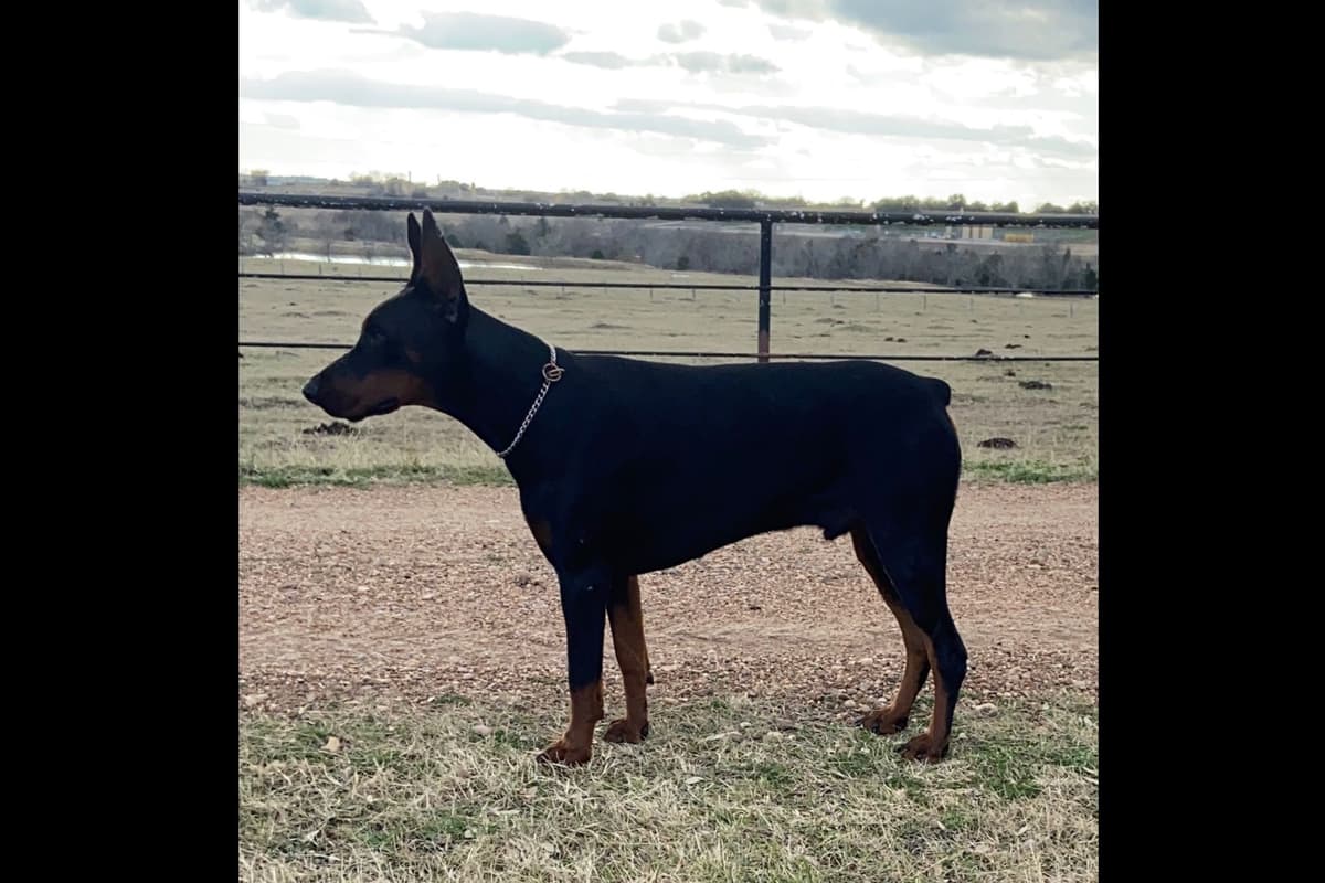 Doberman Pinscher Puppies breeder image 16