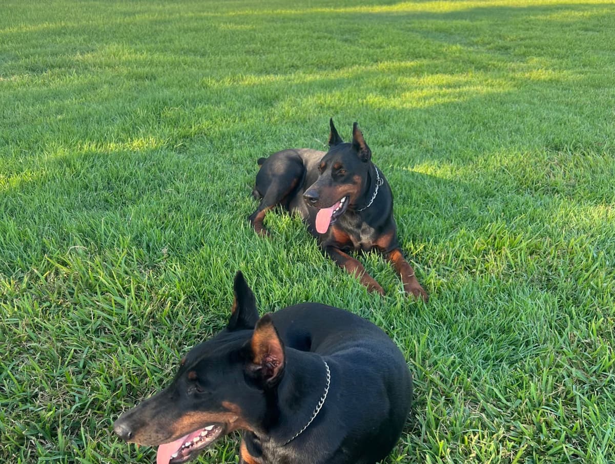 Doberman Pinscher Puppies breeder image 18