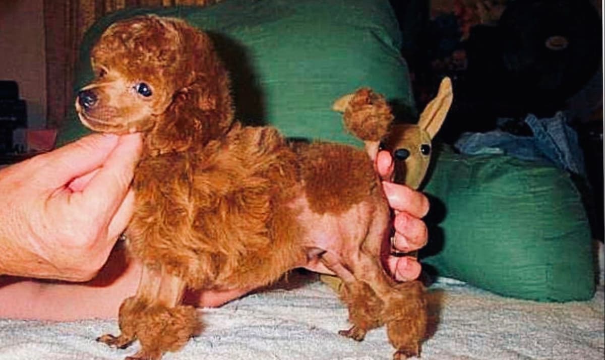 Tiny Toys breeder image 4