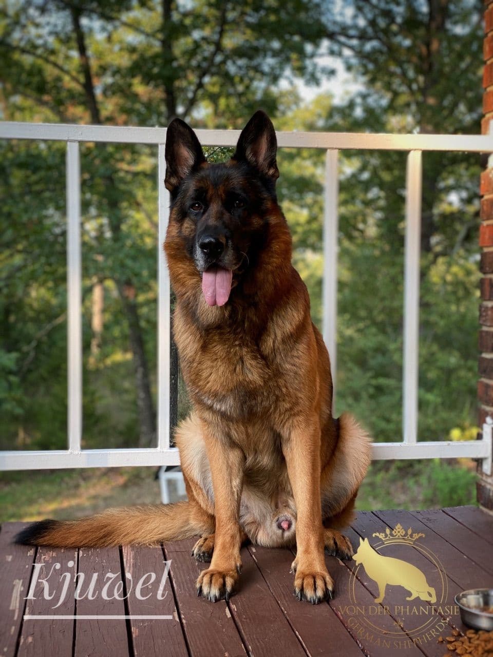 German Shepherd Dog Puppies breeder image 14