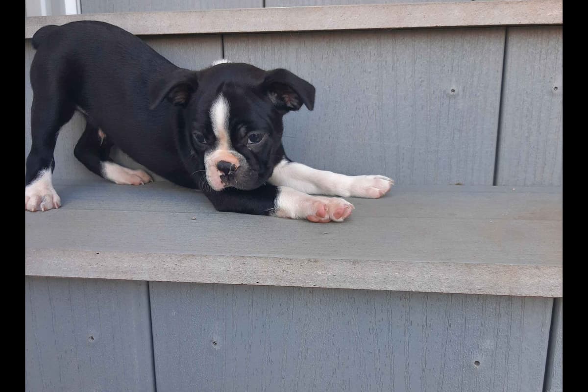 Boston Terrier Puppies breeder image 2