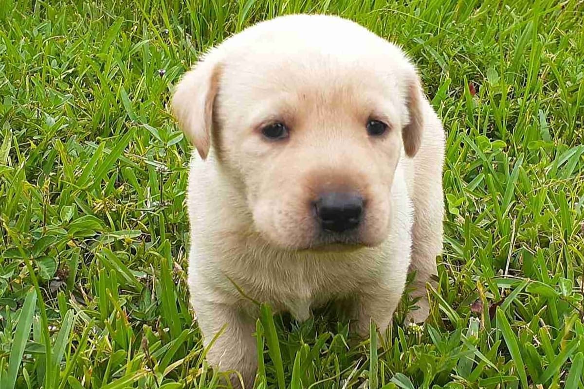 Labrador Retriever Puppies breeder image 6