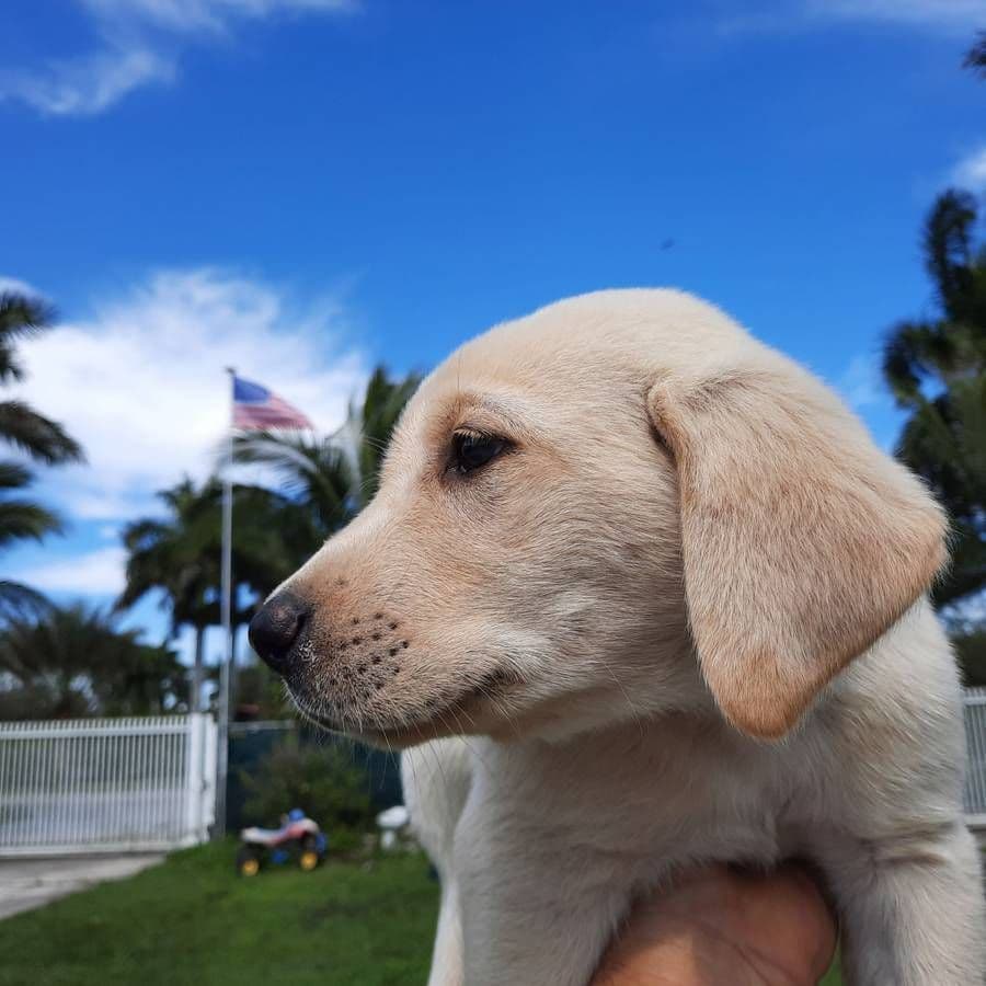 Labrador Retriever Puppies breeder image 21