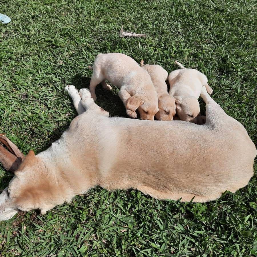 Labrador Retriever Puppies breeder image 31