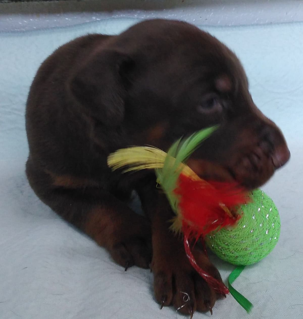 Pure European Doberman Pinscher Puppies - The hardest work is done breeder image 1