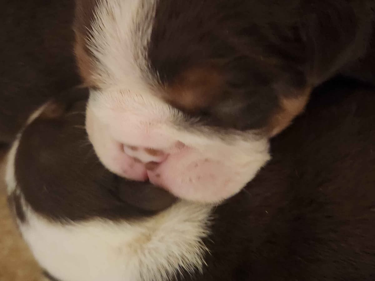 Adult Merle female breeder image 1