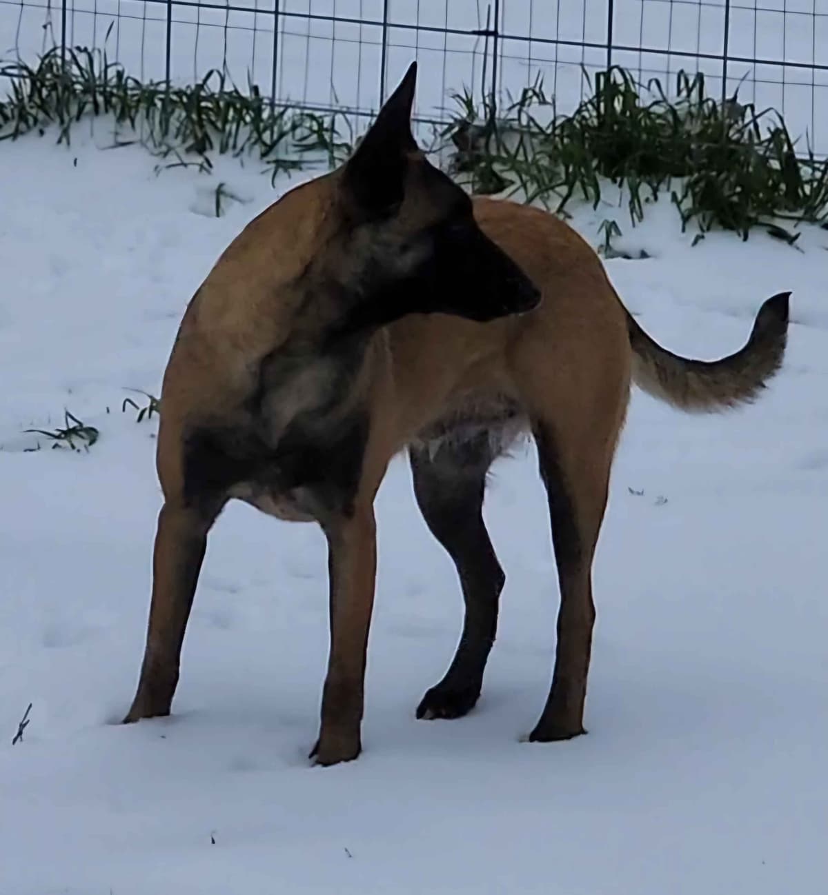 Holiday Farms Belgian Malinois Puppies breeder image 3