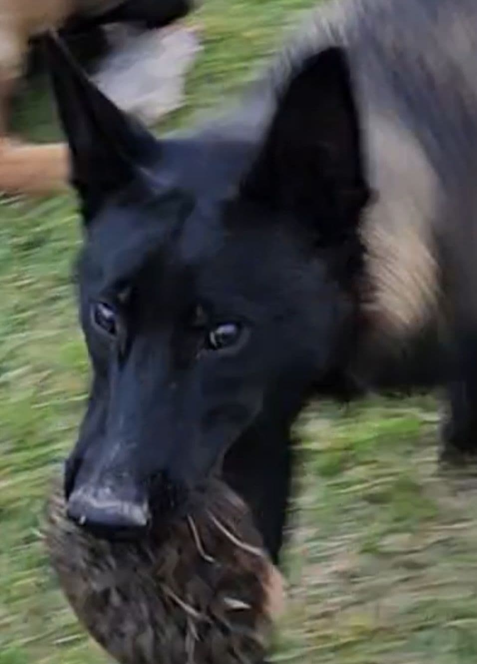 Holiday Farms Belgian Malinois Puppies breeder image 11