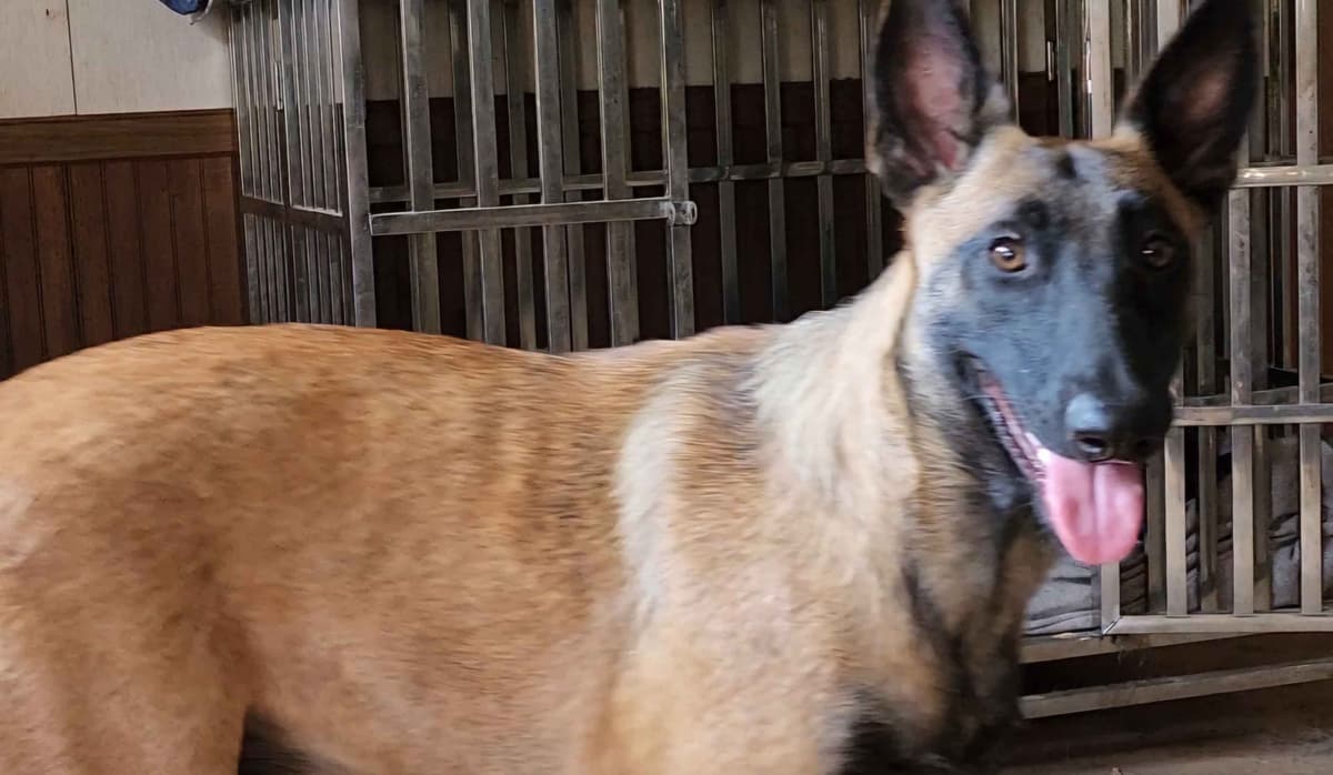 Holiday Farms Belgian Malinois Puppies breeder image 17