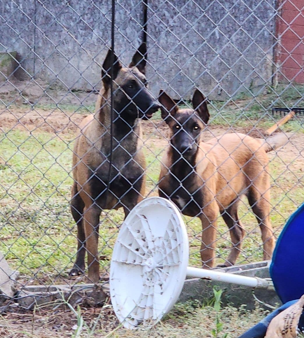 Holiday Farms Belgian Malinois Puppies breeder image 15