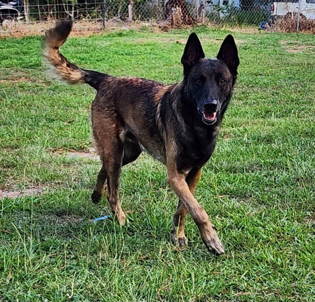 Holiday Farms Belgian Malinois Puppies breeder image 18