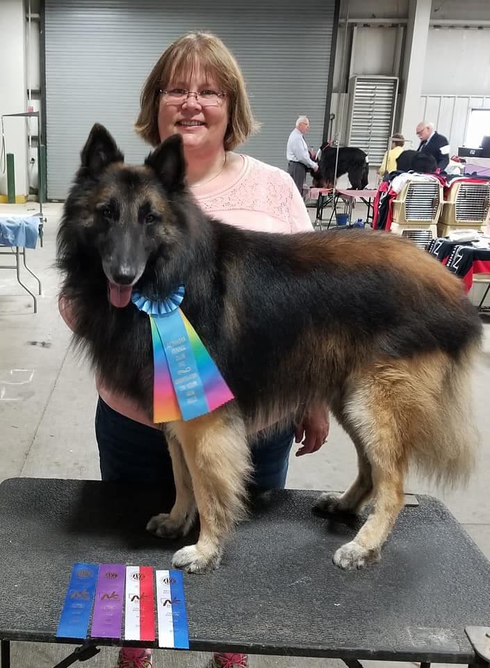 Belgian Tervuren Puppies breeder image 3