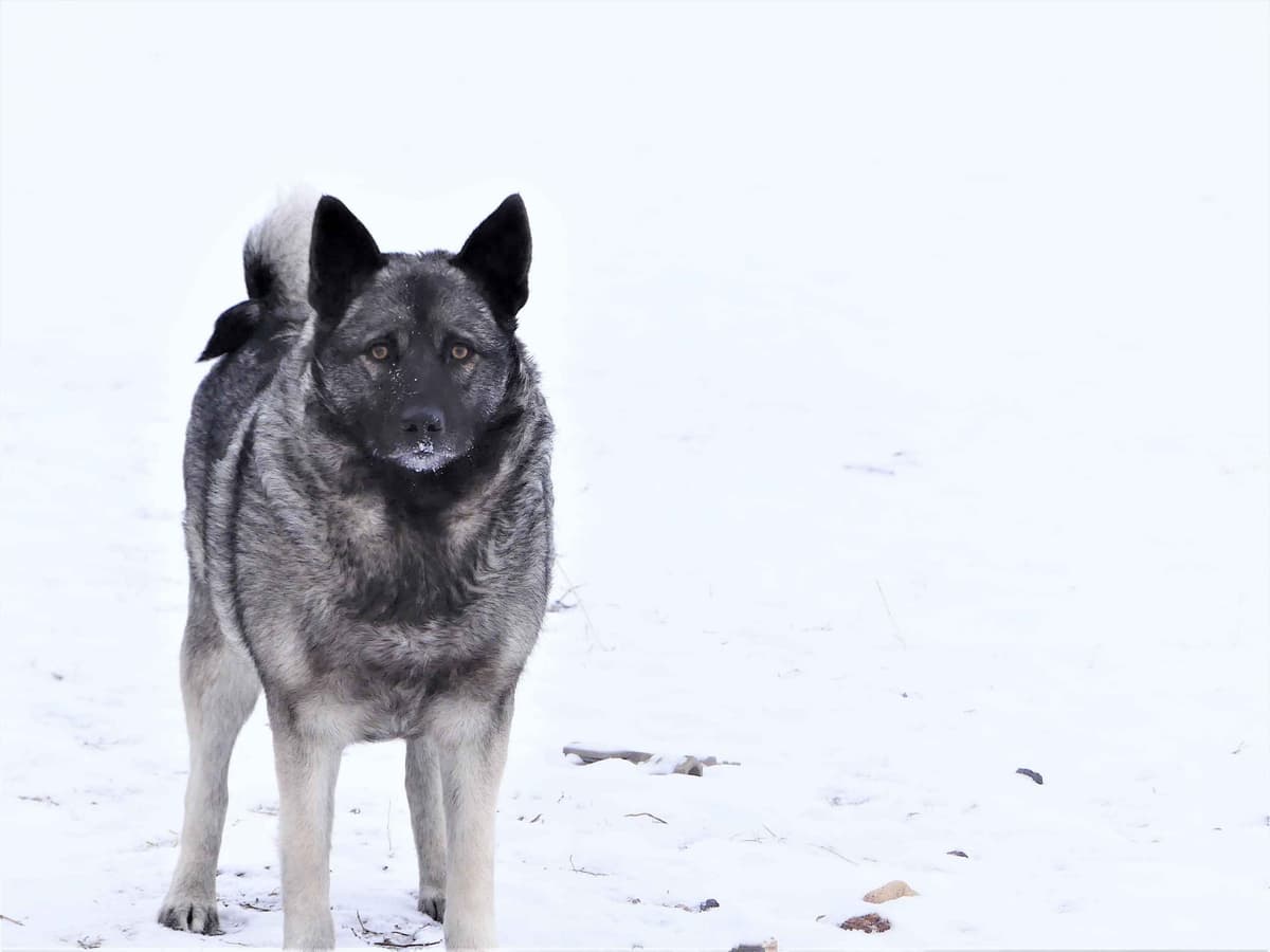 Norwegian Elkhound Puppies breeder image 4