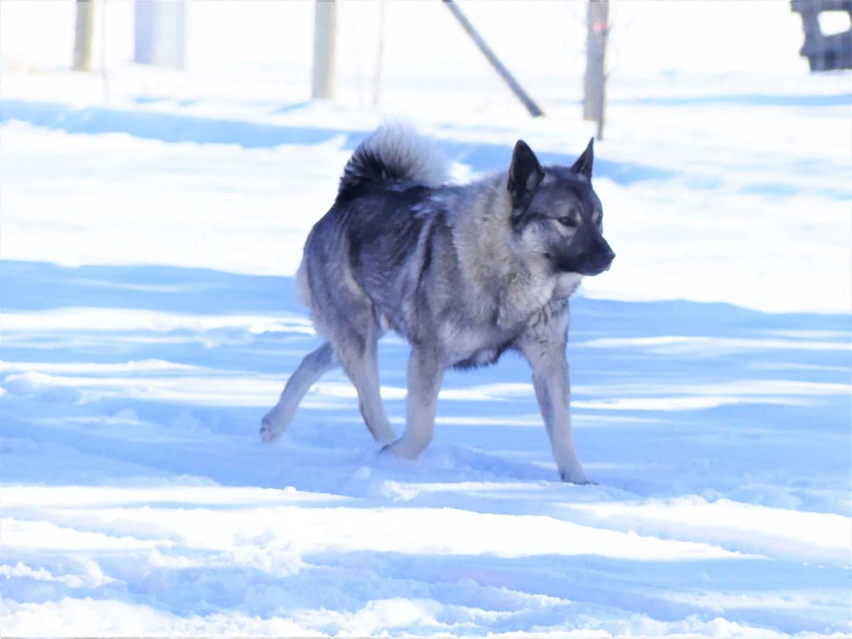 Norwegian Elkhound Puppies breeder image 11