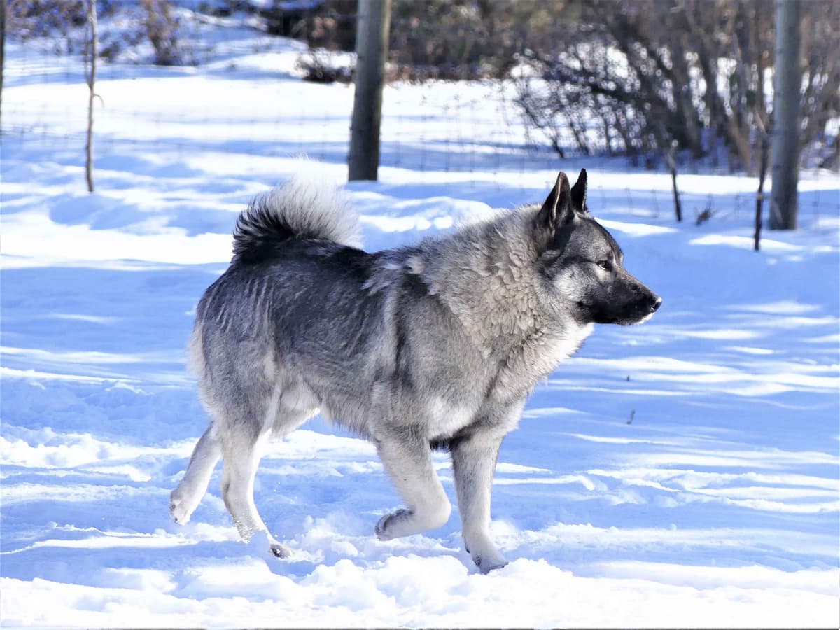 Norwegian Elkhound Puppies breeder image 2