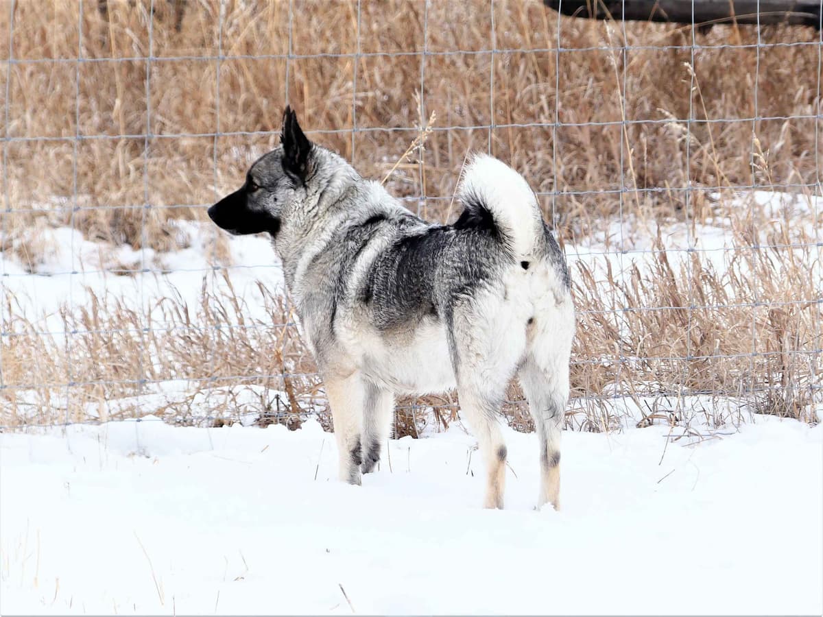 Norwegian Elkhound Puppies breeder image 12