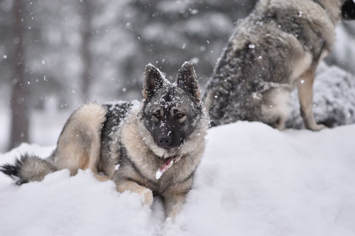 Norwegian Elkhound Puppies breeder image 18