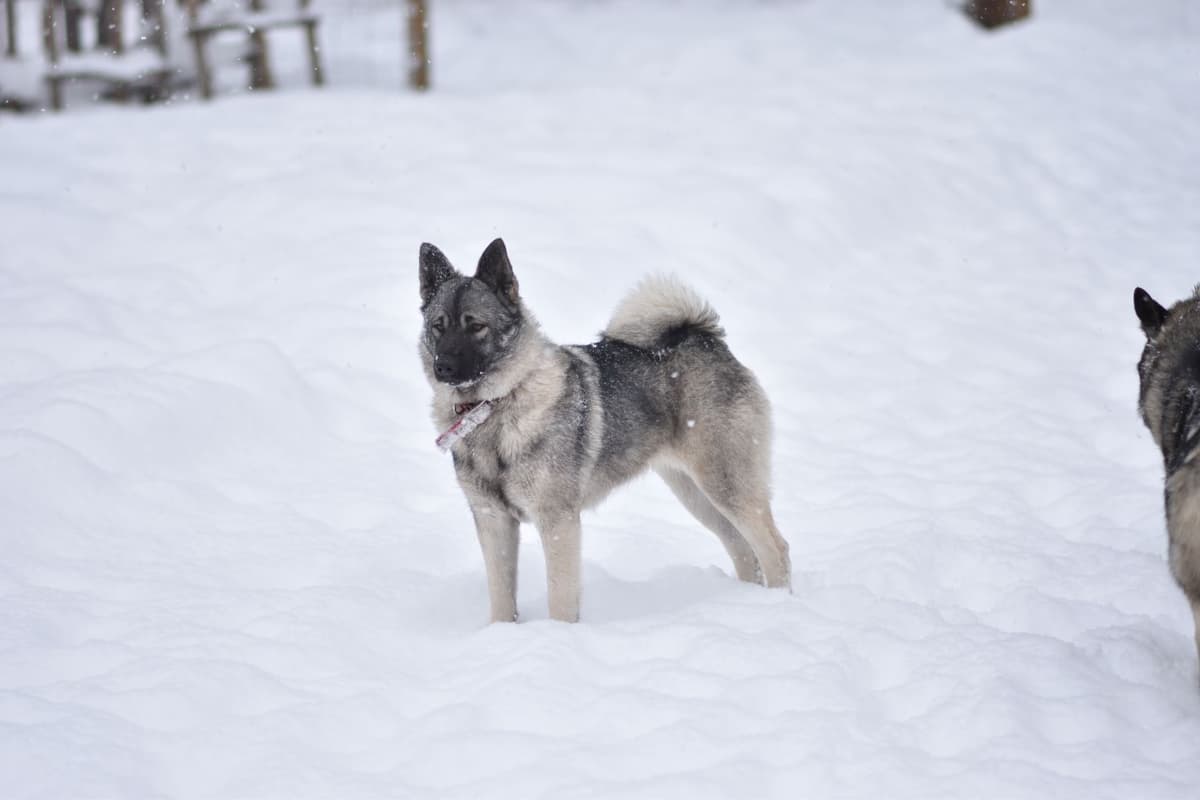 Norwegian Elkhound Puppies breeder image 17