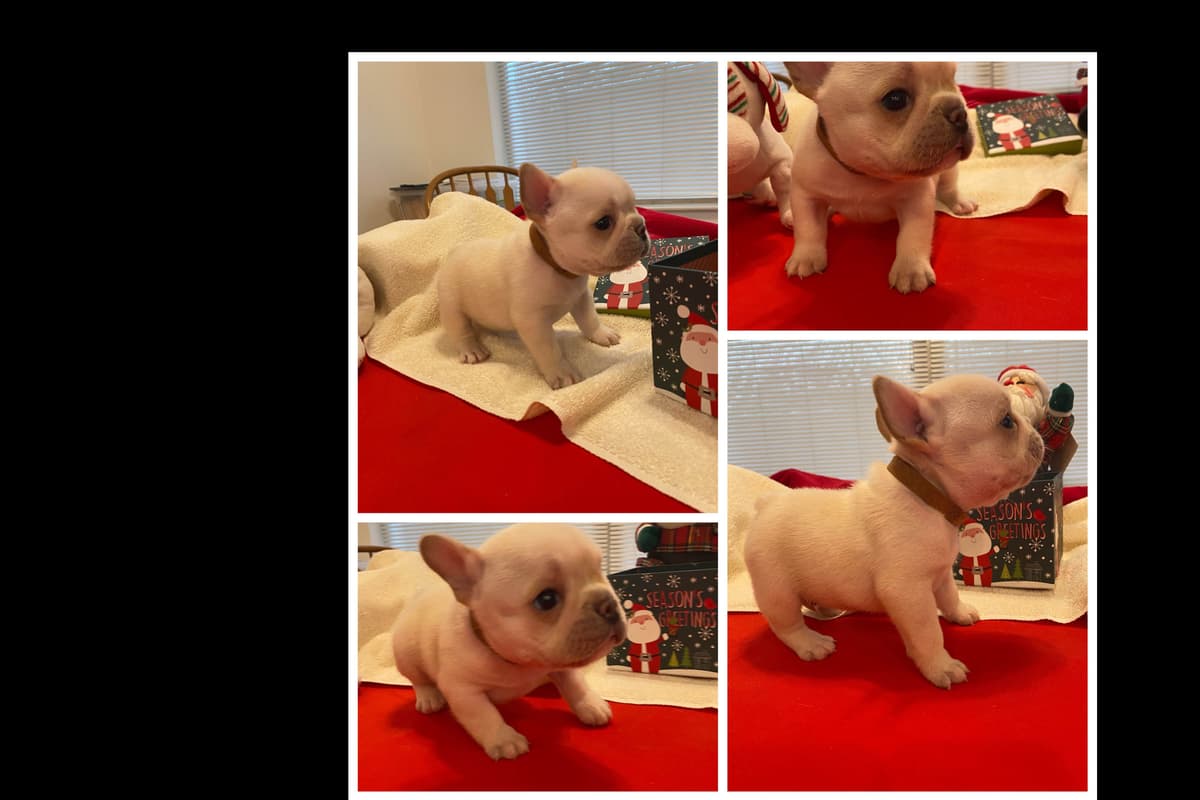 French Bulldog Puppies breeder image 1
