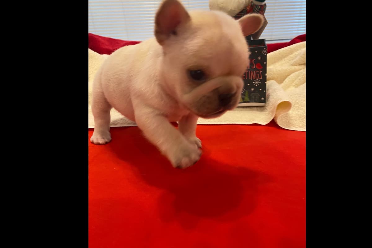 French Bulldog Puppies breeder image 17