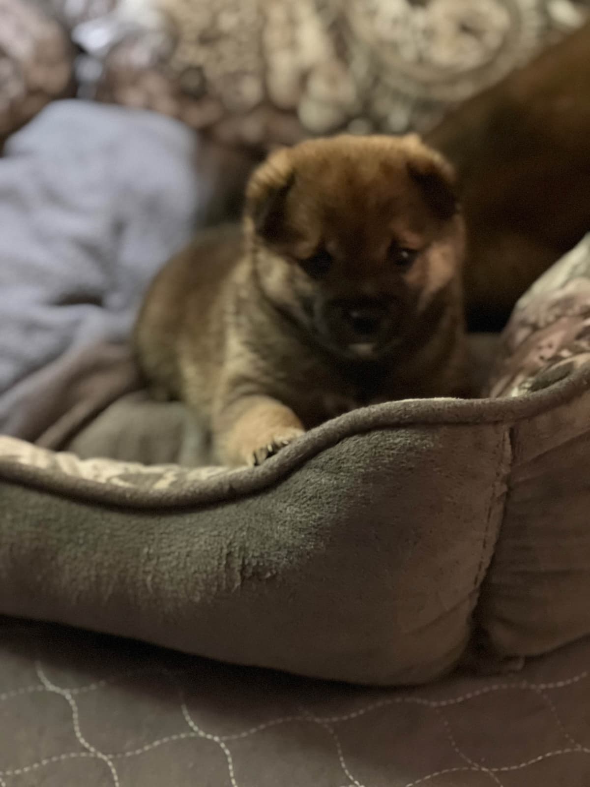 Shiba Inu Puppies breeder image 7
