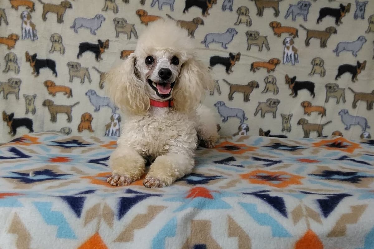 Toy Poodle Puppies breeder image 8