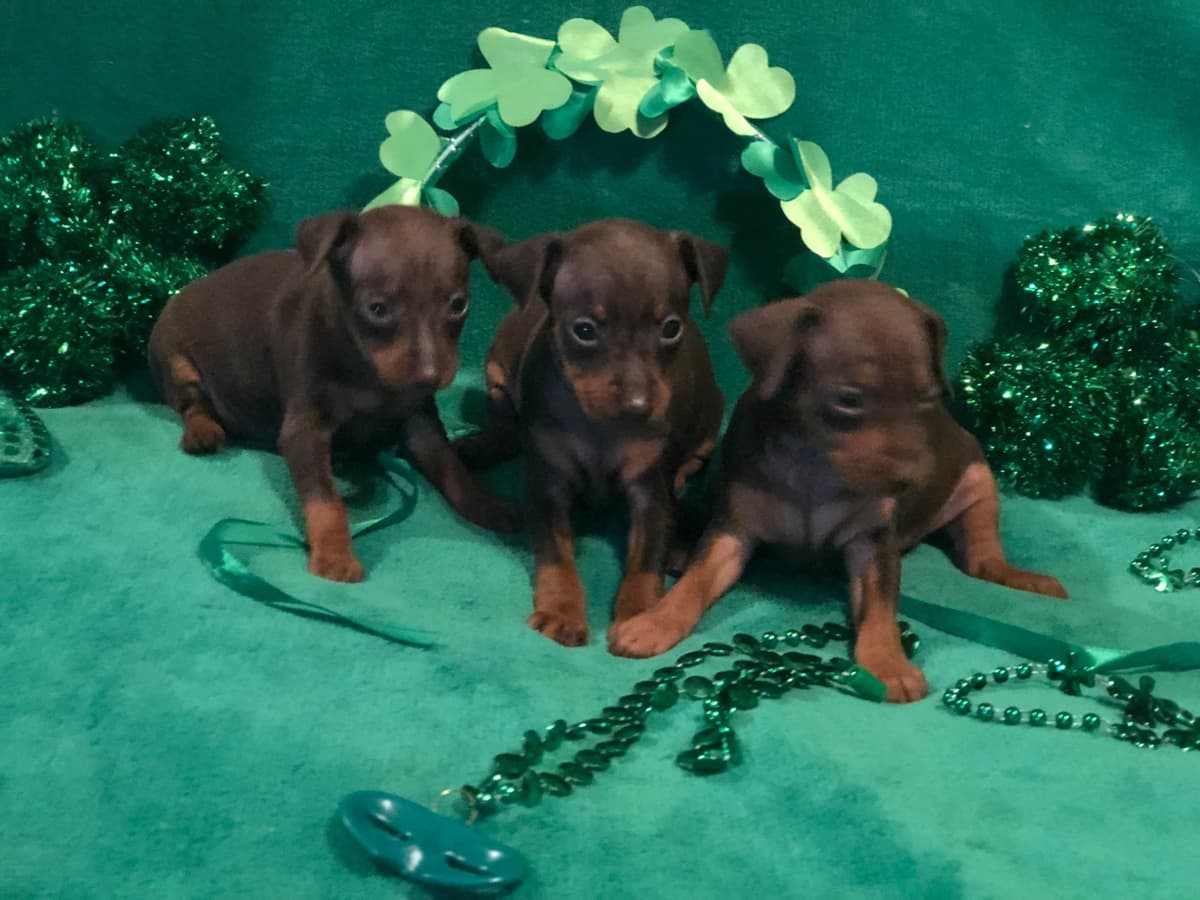 Toy Poodle Puppies breeder image 20