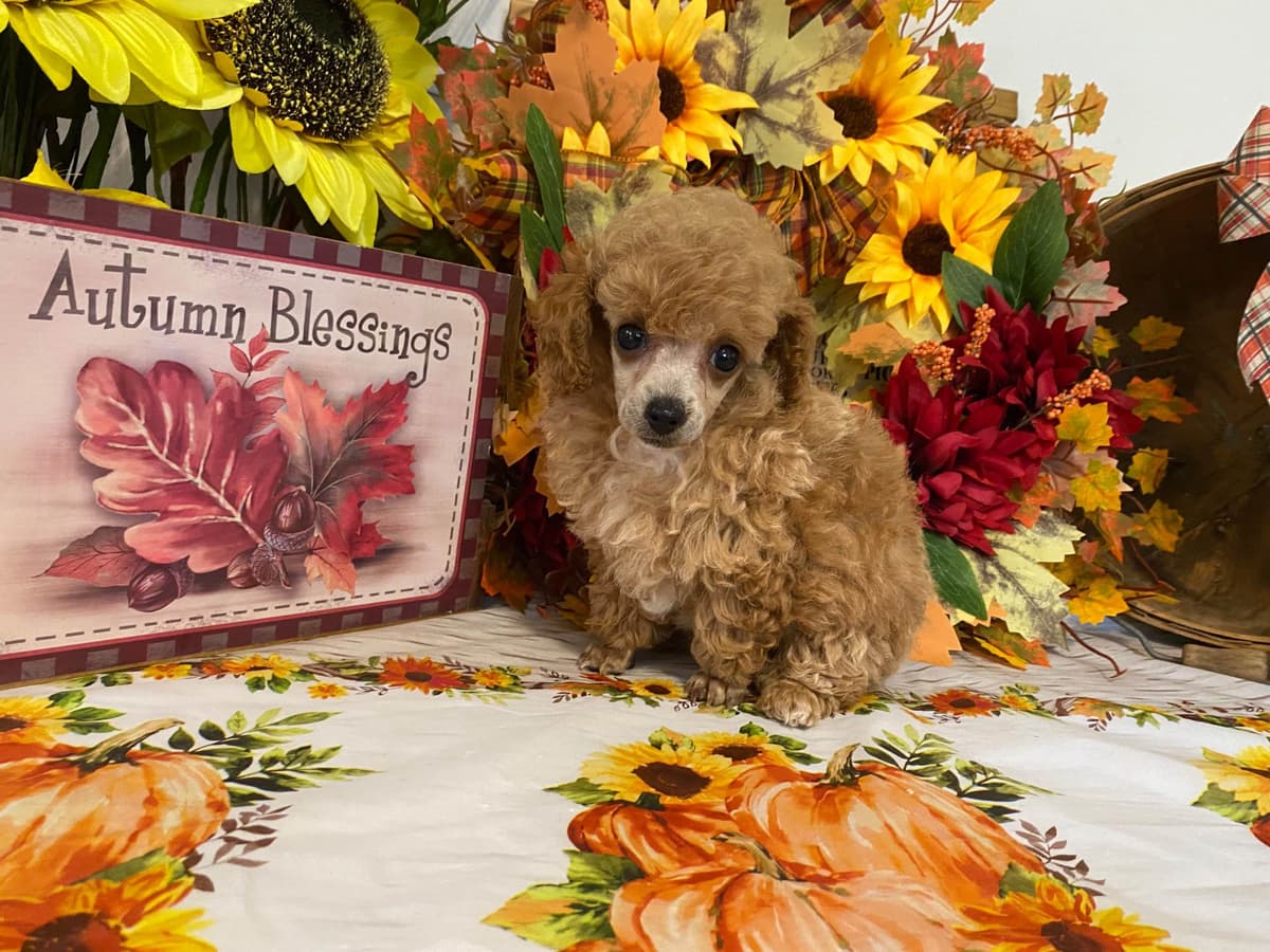 Toy Poodle Puppies breeder image 22