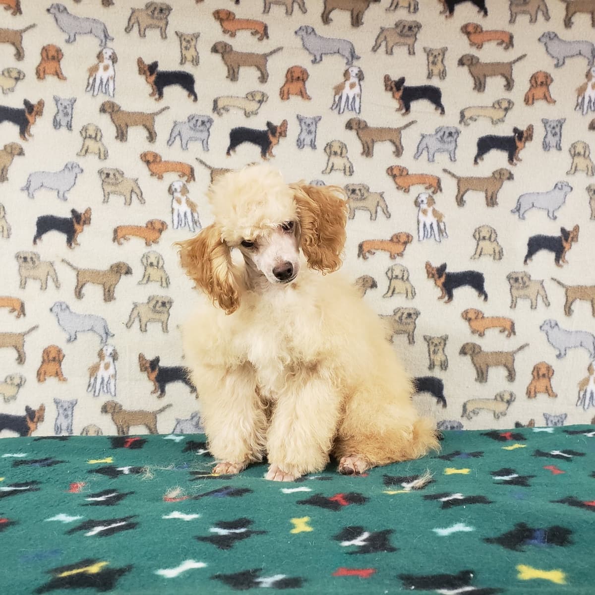 Toy Poodle Puppies breeder image 25