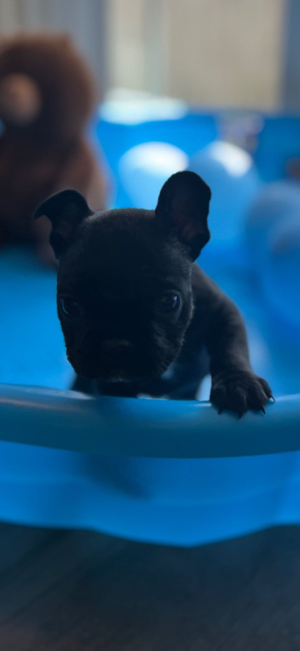 Frenchie Puppies from London Paris Pups breeder image 16