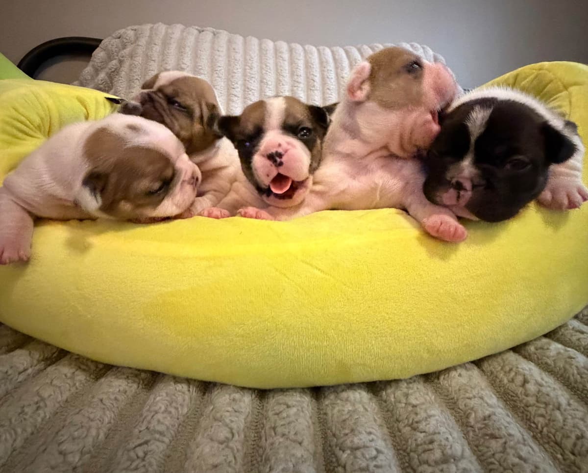 Frenchie Puppies from London Paris Pups breeder image 27