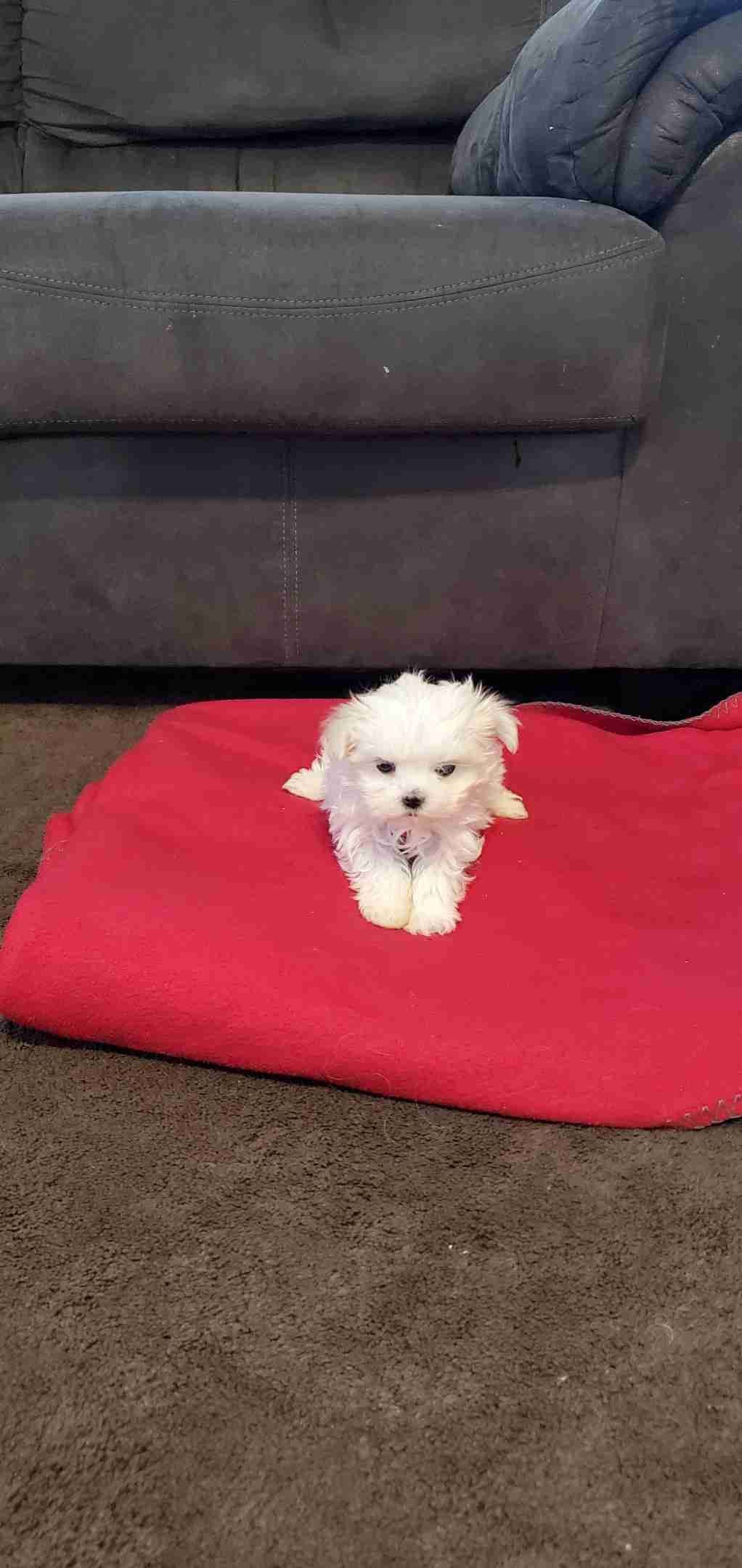 Maltese Puppies Akc very tiny 702-336-6282 breeder image 3