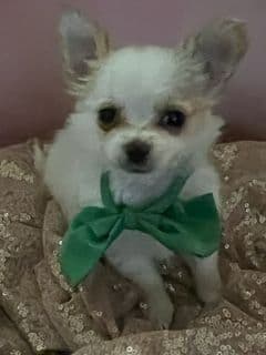 Last AKC Chihuahua Female Available – Ready for Her Forever Home breeder image 4