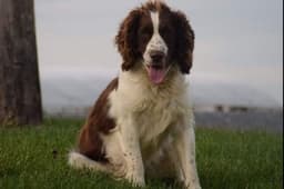 Appalachian Trail Springers