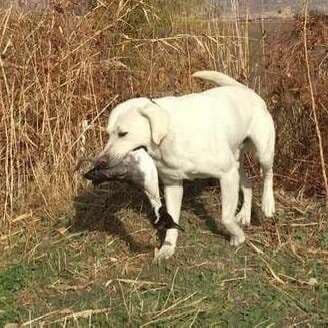 Elite Hunting & Competition Companions breeder image 2