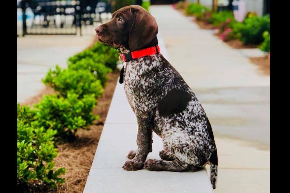 German Shorthaired Pointer Puppies breeder image 1