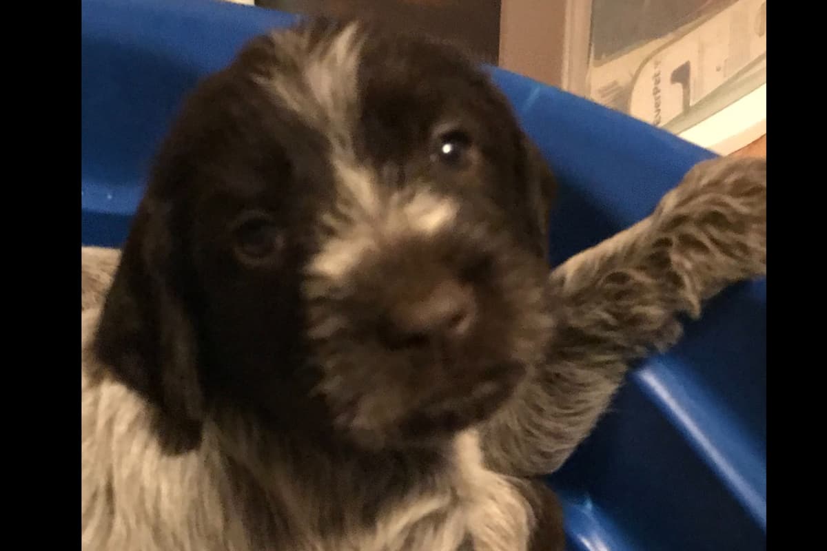 Wirehaired Pointing Griffon Puppies breeder image 2