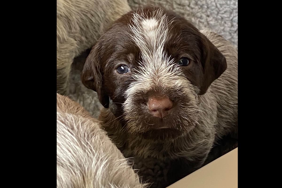 Wirehaired Pointing Griffon Puppies breeder image 11
