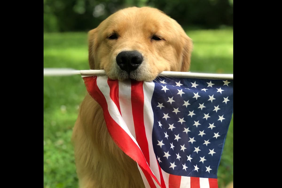 Quality Golden Retriever Puppies breeder image 11