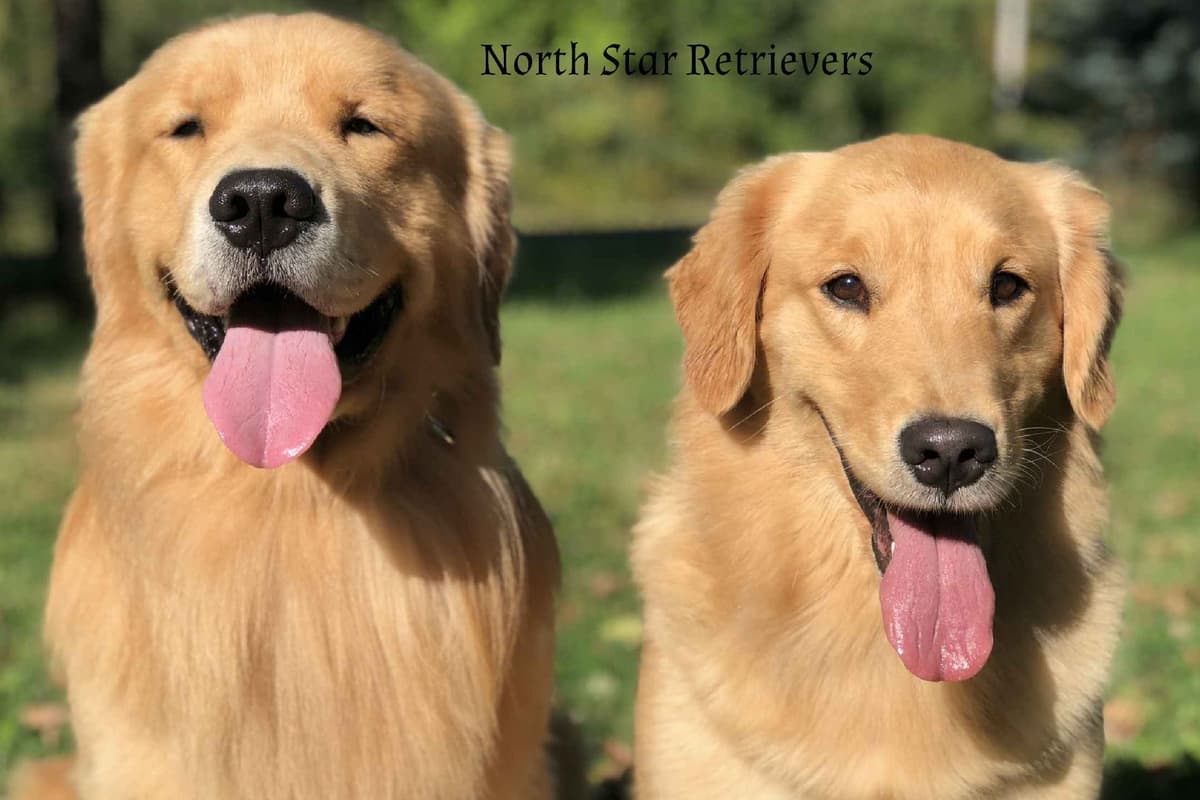 Quality Golden Retriever Puppies breeder image 41