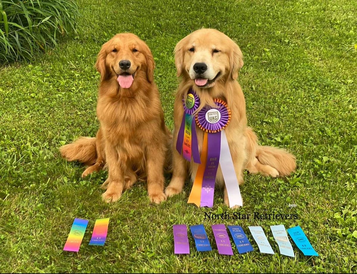 Quality Golden Retriever Puppies breeder image 70