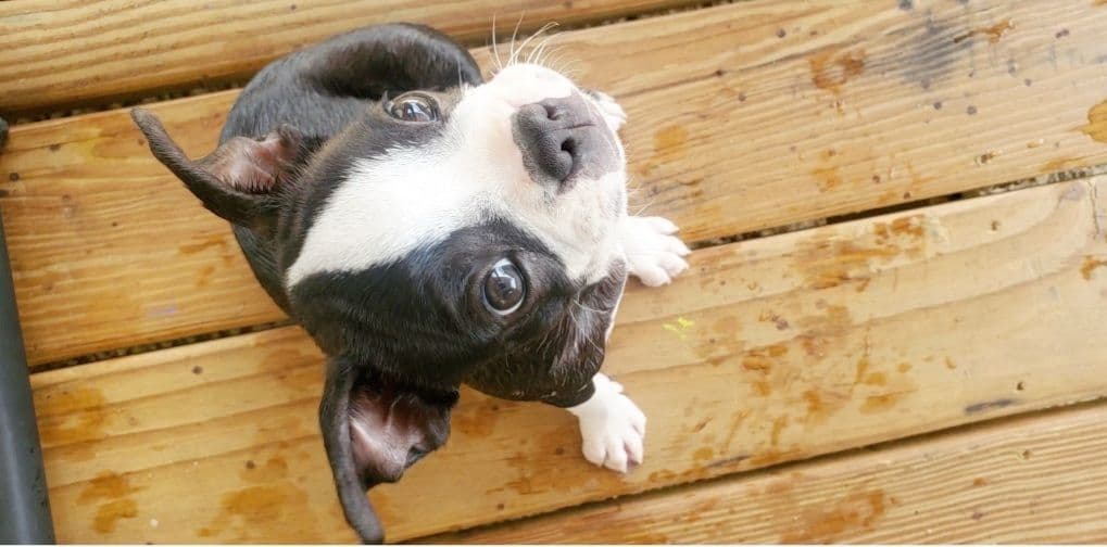 Boston Terrier Puppies breeder image 3